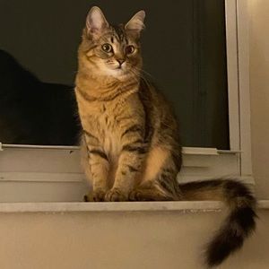 Meet your Posher, Oraya